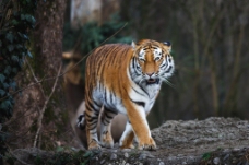 凶猛动物凶猛的老虎动物高清图片