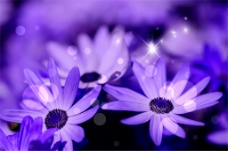 紫色花卉背景