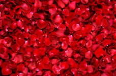 红色花瓣背景