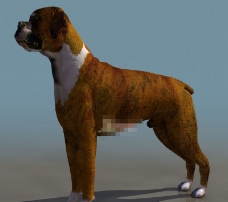 狗3d模型