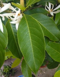 白兰花叶子图片