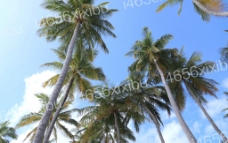 马尔代夫 海岛 风景图片