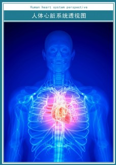 高科技医学科技展板人体心脏透视图超高清psd