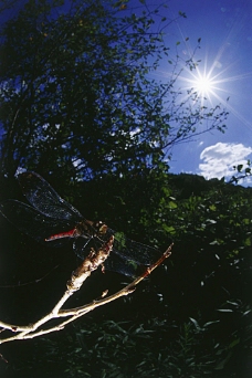 大自然树枝上的蜻蜓
