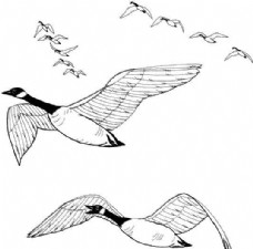 鸟类动物大雁鸟类素描动物素描