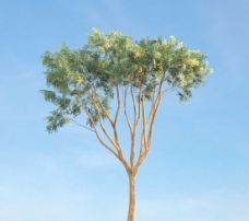白菜榆树3d模型