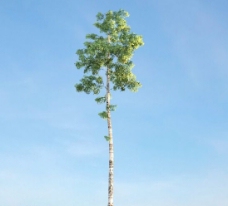 桦木树3d模型下载