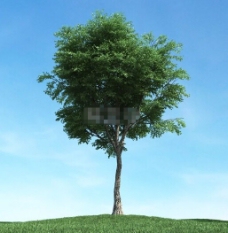 多树3d模型下载