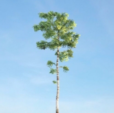 桦木树3d模型