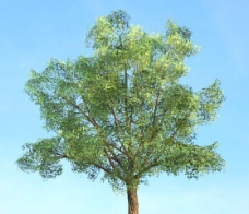 栎树3d模型下载