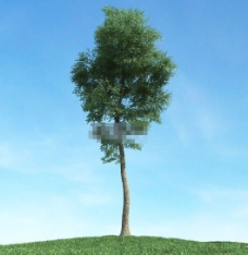 长青树3d模型