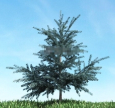 单科树3d模型