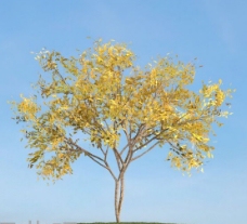白腊树模型下载