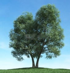茂盛的树3d模型下载