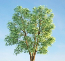 榆树3d模型素材