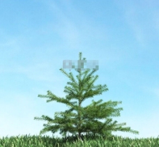 小树3d模型下载