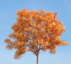 白腊树模型