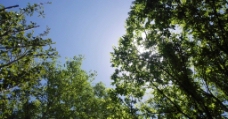 阳光 树木 蓝天图片
