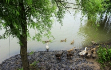 河边群鸭图片