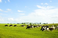 蓝天白云草地农场里的奶牛