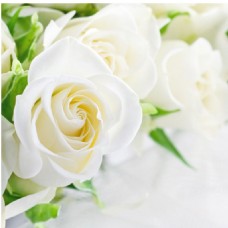 护肤品唯美白色花朵背景图