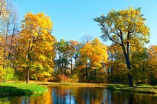 秋天湖泊树林风景