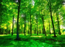 绿化景观绿色的大自然