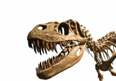 其他生物恐龙化石图片