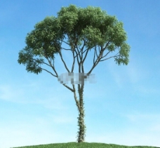 一颗树3d模型下载