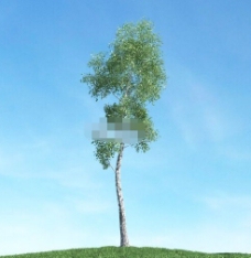 树3d模型
