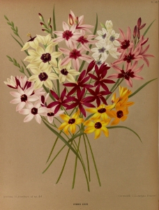 复古手绘野花图片
