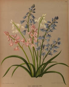 复古手绘一束野花图片