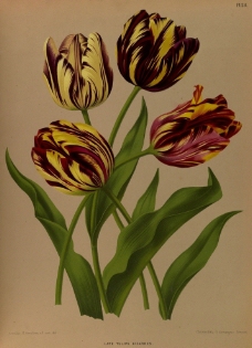 复古手绘 郁金香 植物图 插画图片