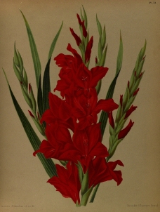 复古手绘红色剑兰图片