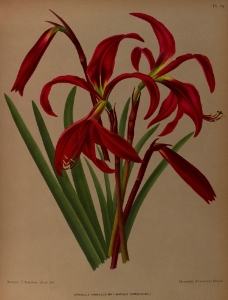 复古手绘 红色百合花图片