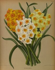 复古手绘一束水仙花图片