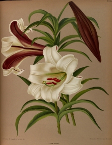 复古手绘白色百合花图片