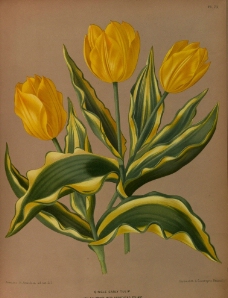 复古手绘黄色郁金香图片