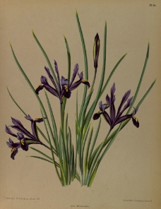 复古手绘紫色鸢尾花图片
