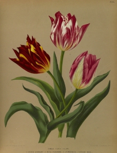 复古手绘 郁金香 植物图 插画图片