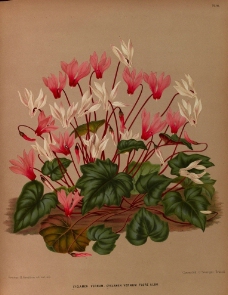 复古手绘一束野花图片
