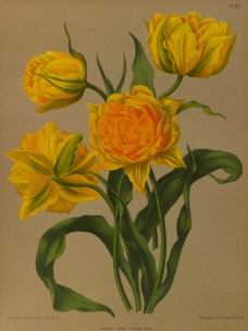 复古手绘 黄色郁金香图片