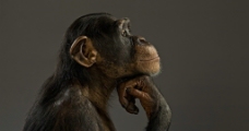 思考中的黑猩猩图片