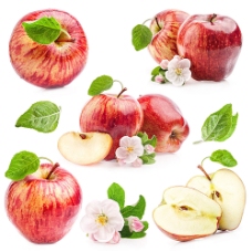 鲜花摄影苹果与苹果花图片素材