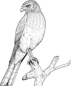 鸟类动物鹰鸟类素描动物素描