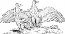 鸟类动物鹰鸟类素描动物素描