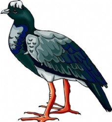鸟类动物各种鸟类鸟动物矢量素材EPS格式0304
