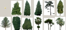 树木常绿树带通道TIFF图图片