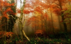 红树叶的山林