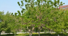 春天园林里的桑树图片